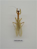 藏品(螳螂)的圖片